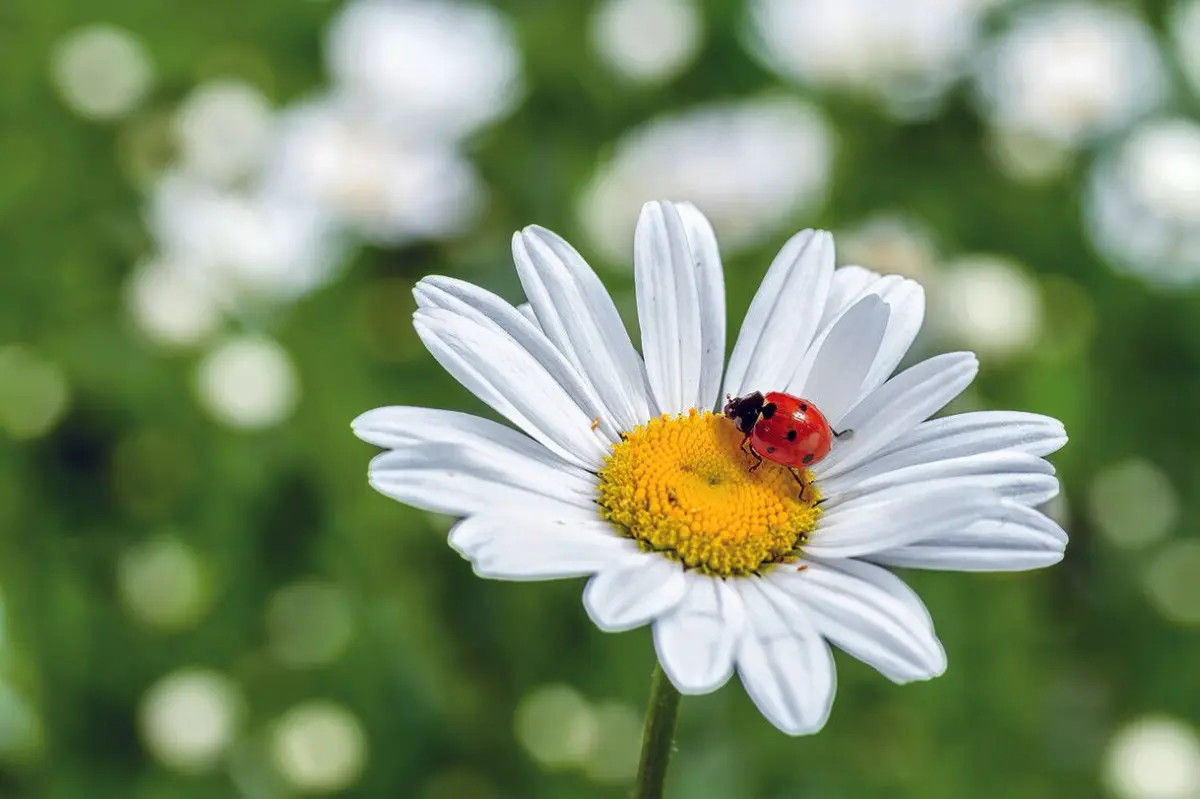 Margarite mit Marienkäfer