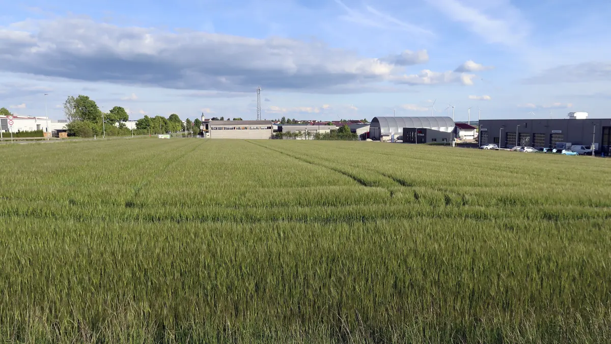 Böhmenkirch - Auf der geplanten Erweiterungsfläche des Gewerbegebietes Hart wohnt die Feldlerche. Sie muss jetzt umgesiedelt werden. Allerdings ist offen, ob sie den Umzug mitmacht.