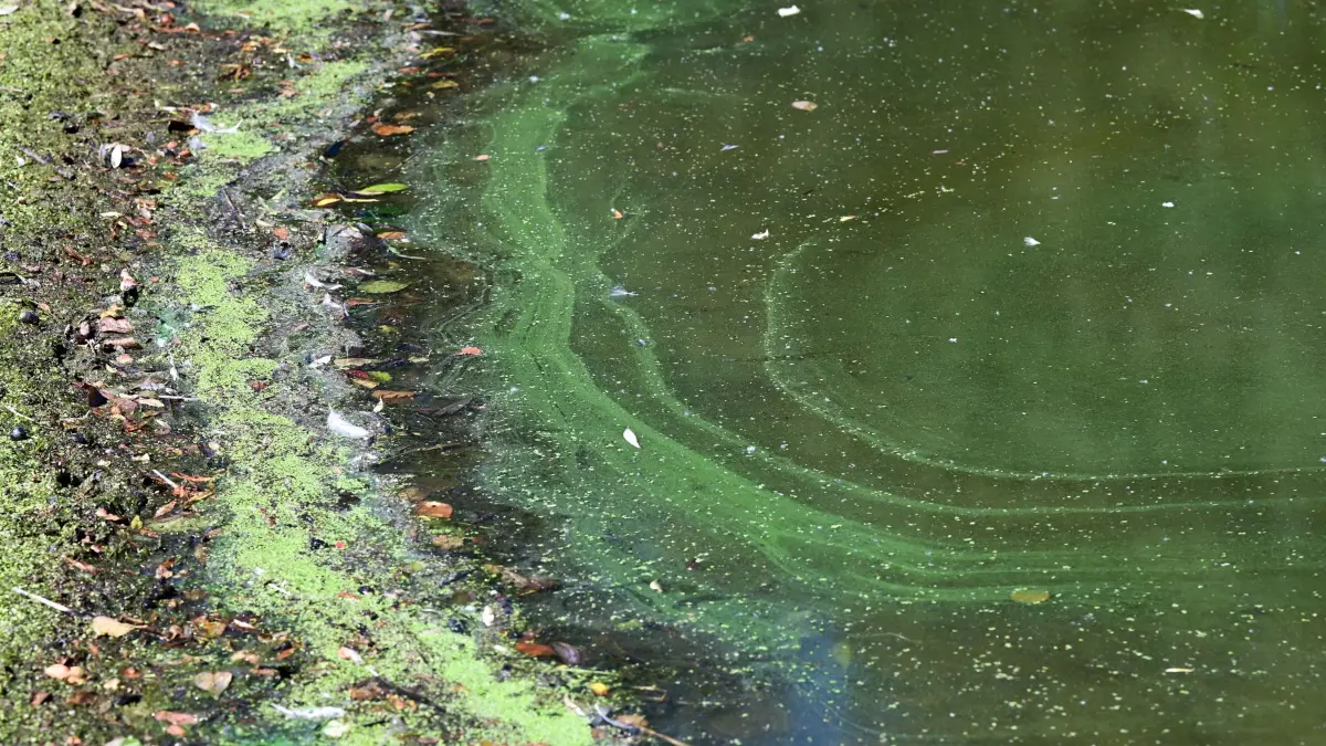 Blaualgen: ARCHIV - 28.07.2022, Hessen, Kassel: Ein Blaualgenteppich am Strand eines Sees. (zu dpa: «Erhöhte Blaualgenwerte vor Start der Badesaison gemessen») Foto: Uwe Zucchi/dpa +++ dpa-Bildfunk +++