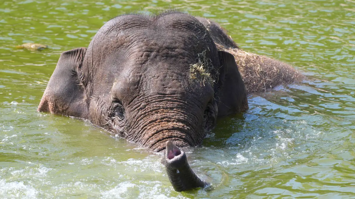 Dieser Elefant im Chester Zoo möchte am liebsten abtauchen: In Großbritannien wurde mit 35 Grad der heißeste Tag im Mai aller Zeiten gemessen.