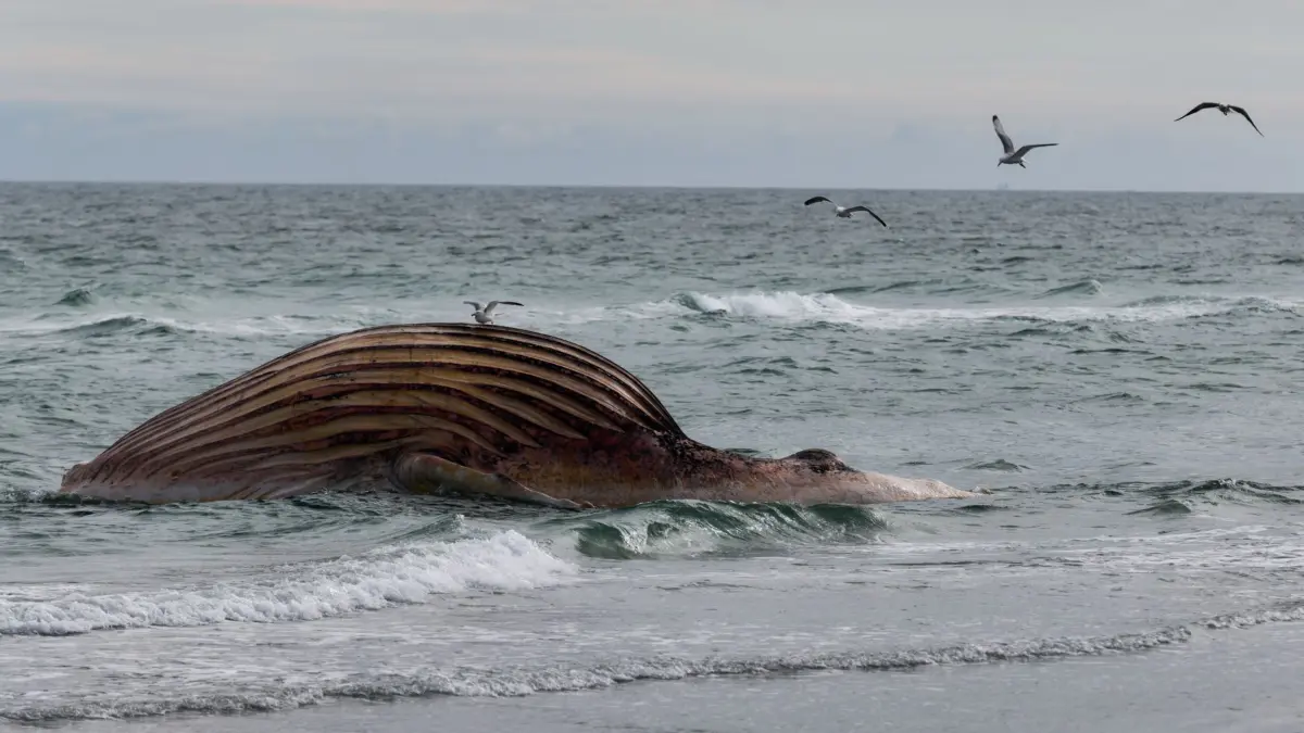 Toter Wal vor dänischer Insel Anholt: 26.05.2026, Dänemark, Anholt: Der tote Wal liegt aufgebläht vor der dänischen Insel Anholt. Es handelt sich um den als Timmy bekannten Buckelwal, der Ende März erstmals vor Timmendorfer Strand gestrandet war und rund einen Monat später in die Nordsee transportiert wurde. Foto: Marcus Golejewski/dpa +++ dpa-Bildfunk +++