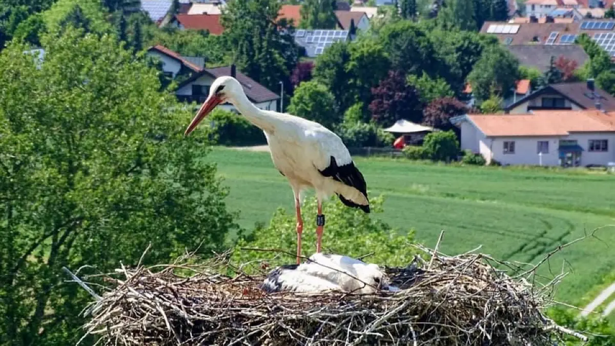 Auf dem Ingersheimer Mobilfunkmast wird ein Storch beringt. Ohne Hilfe geht’s nicht.