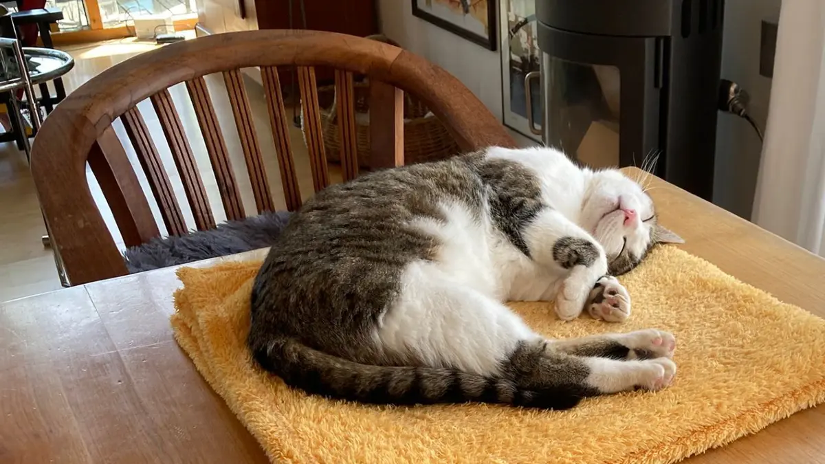 Fundkatze Kater Klausi, lebt jetzt bei Annerose Hartmann in Starzach