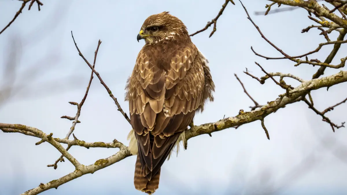 Mäusebussard