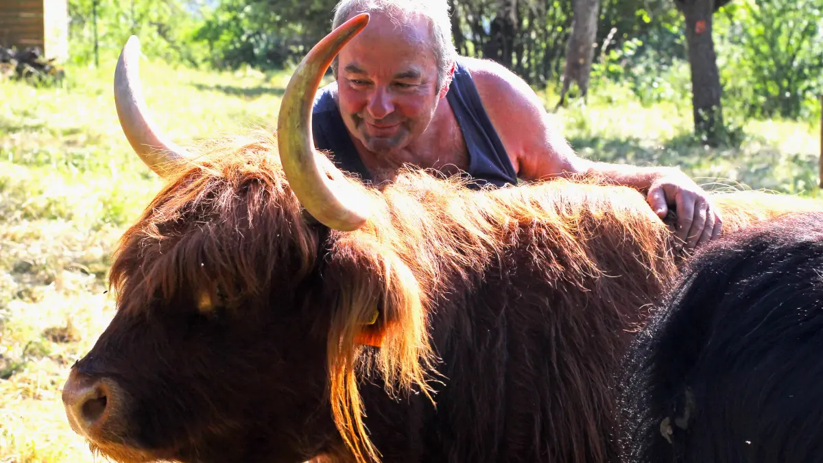 Wolfgang Wiedemann mit einem seiner schottischen Hochlandrinder in Reutlingen.