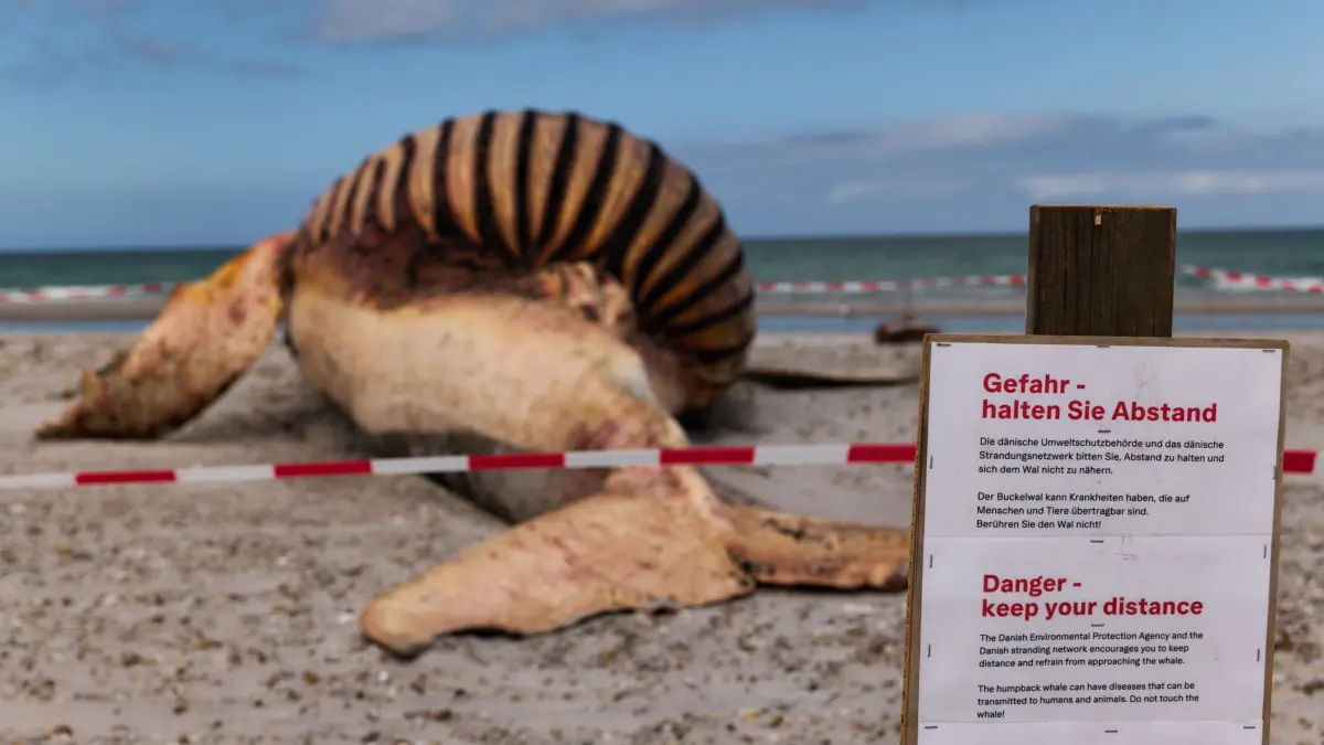 Toter Wal vor dänischer Insel Anholt: 30.05.2026, Dänemark, Anholt: Die dänische Umweltschutzbehörde und das dänische Strandungsnetzwerk warnen auf einem Schild am Strand der dänischen Insel Anholt davor, sich dem toten Wal zu nähern, der am Strand der dänischen Insel Anholt liegt, nachdem er aus dem Wasser gezogen wurde. Es handelt sich um den als Timmy bekannten Buckelwal, der Ende März erstmals vor Timmendorfer Strand gestrandet war und rund einen Monat später in die Nordsee transportiert wurde. Foto: Marcus Golejewski/dpa +++ dpa-Bildfunk +++