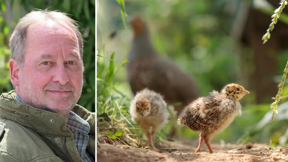 Bernhard Herrmann ist Geschäftsführer der Jäger-Hegegemeinschaft im Kreis Tübingen und kümmert sich als Obmann für Biotopwesen auch um das Rebhuhn, das als Bodenbrüter besonders durch Raubwild wie Fuchs, Marder oder Waschbär bedroht ist.