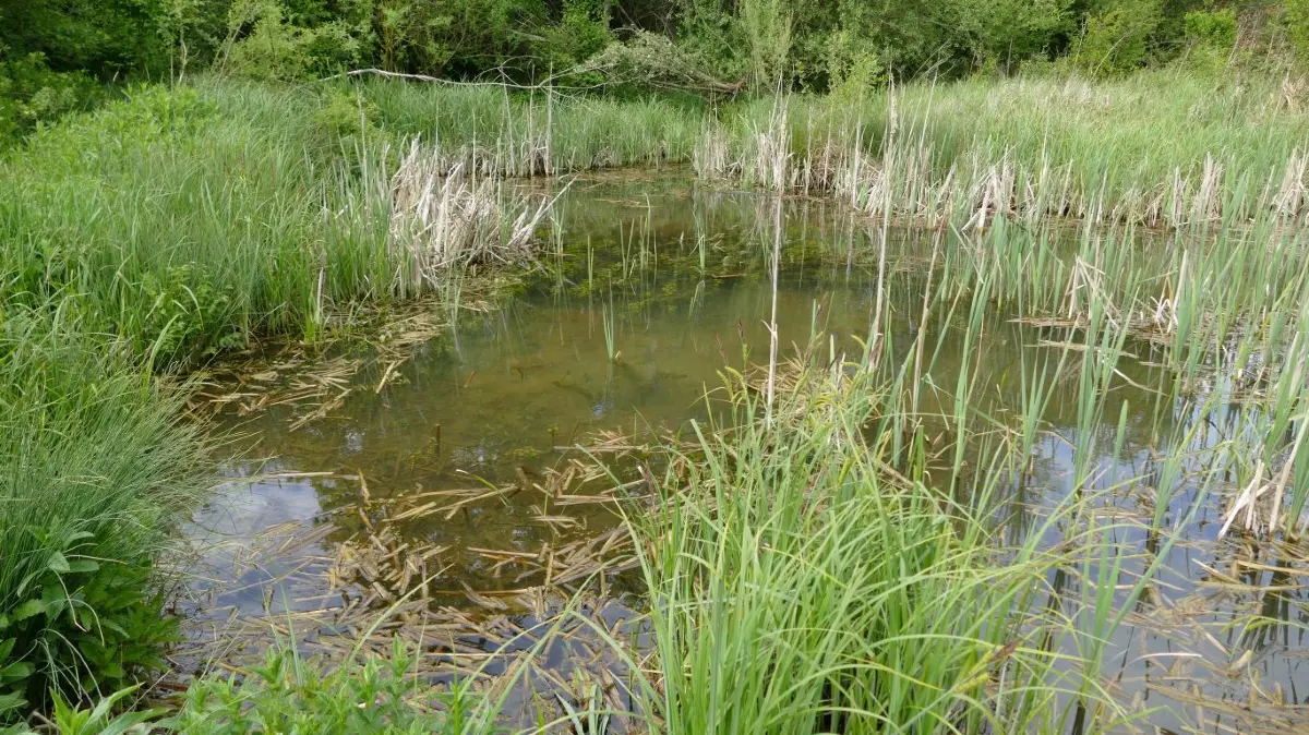 Eine Idylle, auch fürs menschliche Auge. Aber noch viel idyllischer für Amphibien: das Laubfrosch-Biotop südlich des Hausener Hofes.