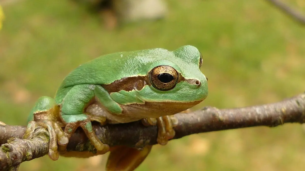 Der Laubfrosch ist eine streng geschützte Art gemäß Anhang IV der FFH-Richtlinie. Beim Hausener Hof quakt er jetzt wieder.