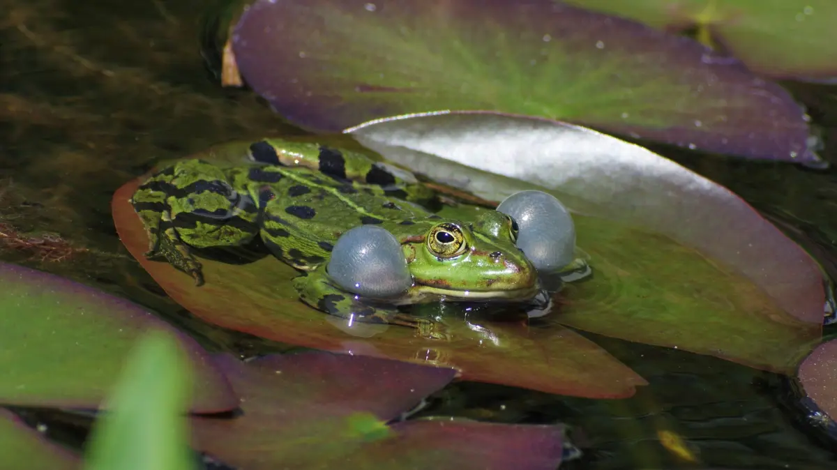 Der ebenfalls grüne, mit etwa zehn Zentimetern Körperlänge wesentlich größere Teichfrosch ist dunkel gefleckt.