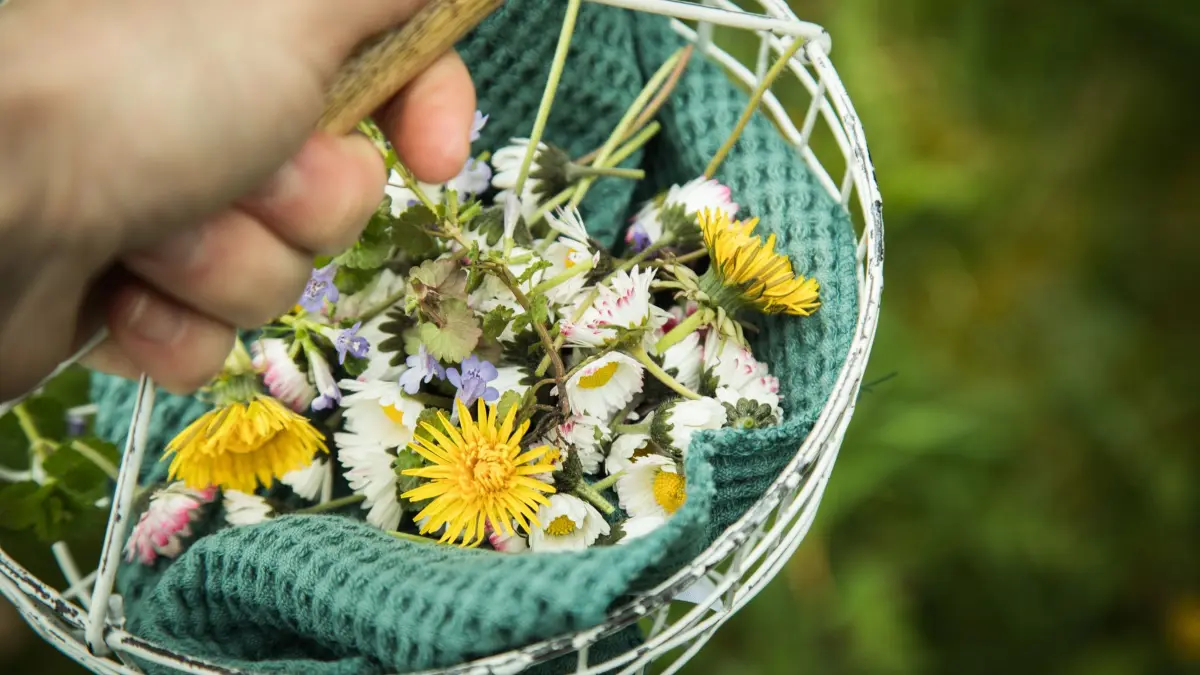 Löwenzahn und Gänseblümchen in einem Körbchen: ARCHIV - Leckere Vielfalt: Zahlreiche Blüten von Kräutern, Zier- und Wildpflanzen eignen sich hervorragend als dekorative und aromatische Ergänzung für Speisen. (zu dpa: «Hingucker auf dem Teller: Diese Blüten sind essbar») Foto: Christin Klose/dpa-tmn - Honorarfrei nur für Bezieher des dpa-Themendienstes +++ dpa-Themendienst +++