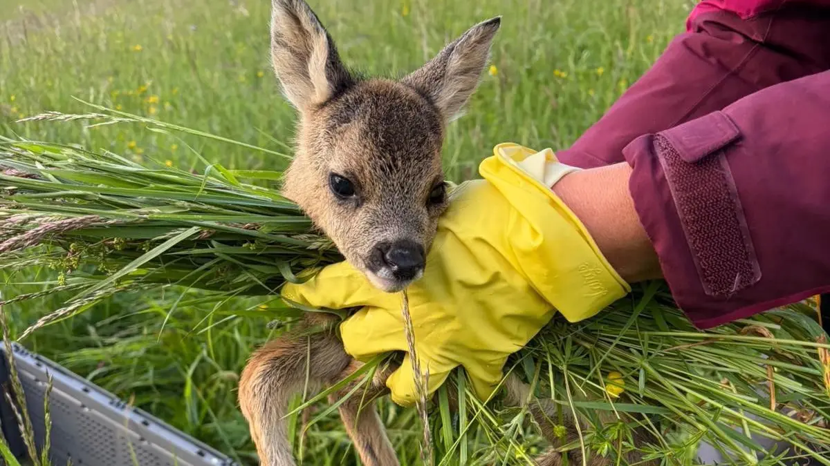 Ganz, ganz vorsichtig, und nur nicht mit der bloßen Hand anfassen: Die Hechinger Kreisjägervereinigung holt auch dieses Jahr wieder Rehbabys aus den Wiesen und bewahrt die Tiere damit vor dem sicheren Tod durch den Mäher.