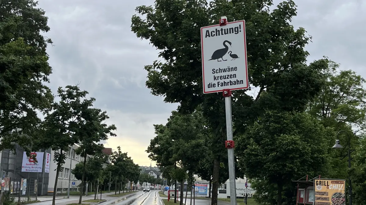Vorsicht Schwäne kreuzen die Fahrbahn in Rottenburg. Kann dem Gefieder bitte mal jemand die StVO erklären? Aufgenommen am 3. Juni