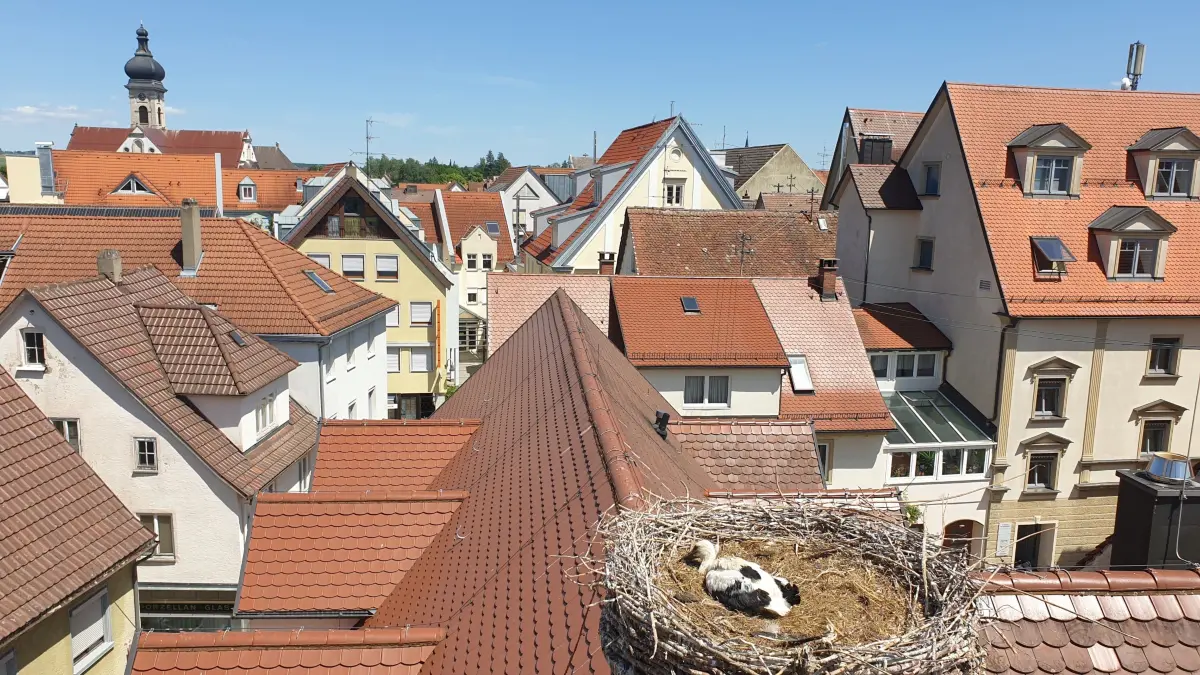 Ehingen Marienheim, Storchennest 2026