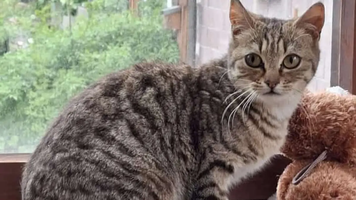 Burladingen animal hoarding Katze in der Pflegestation der Engelspfoten