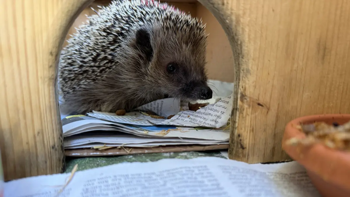 Zettelkasten oder AuswilderungskastenDieser Igel nimmt nicht nur in der Südwest-Presse viel Raum ein (wir berichteten in einer dreiteiligen Serie), sondern auch darauf. Die Igeldame sitzt, niveauvoll gebettet, in einem Auswilderungskasten im Garten bei Carmen Spohn in Bad Niedernau, bereit für die Freiheit. Ein Napf mit getrockneten Insekten zum Frühstück, dazu Zeitungslektüre. Schließlich muss sie wissen, was zwischenzeitlich so passiert ist, in Rottenburg und Umgebung. Während die Tageszeitung ihr den stacheligen Popo wärmt, blickt sie bereits neugierig in den Garten, wo in dieser Jahreszeit balzende Igelmännchen auf eine hübsche, intelligente, belesene Igelin bestimmt sehnsüchtig warten. Zuletzt befand sich die Igelfrau in tierärztlicher Behandlung in einer Igelklinik in Hochdorf, wo sie auch ihren Winterschlaf hielt. In der Phase der Auswilderung kann man Igel übrigens mit Glück bei einem Vorgang beobachten, der sich „Selbsteinspeicheln“ nennt. Dabei lecken sie an Gegenständen aus der Umgebung und schmieren sich den Speichel anschließend auf den Körper. Damit nehmen sie den Duft ihrer Umgebung an. Wissenschaftler vermuten, dass dies ihnen hilft, ihren Geruch vor Fressfeinden zu verbergen oder ihre Stacheln zu schützen.