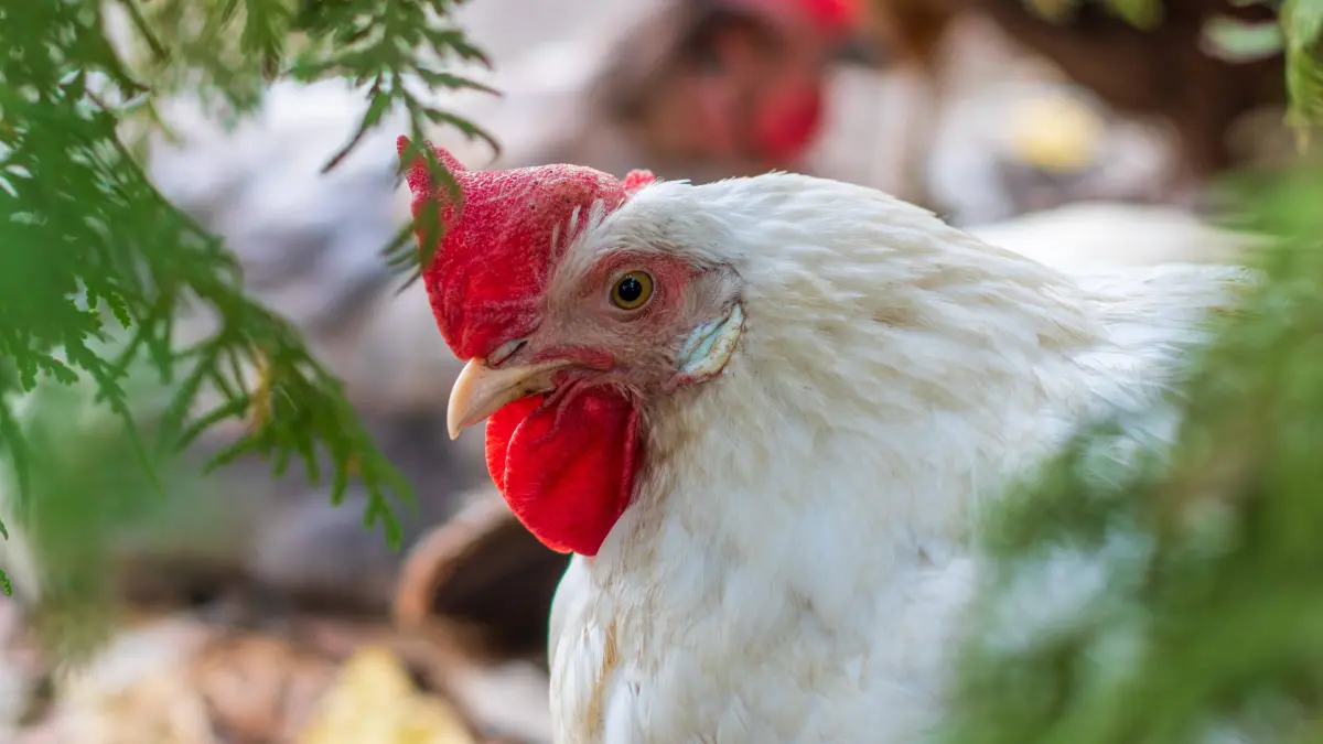 Profilporträt einer weißen Legehenne in Nahaufnahme profile portrait of a white laying hen in close-up LicenseRF Copyright: xZoonar.com/AndreyxSolovievx 24118676
