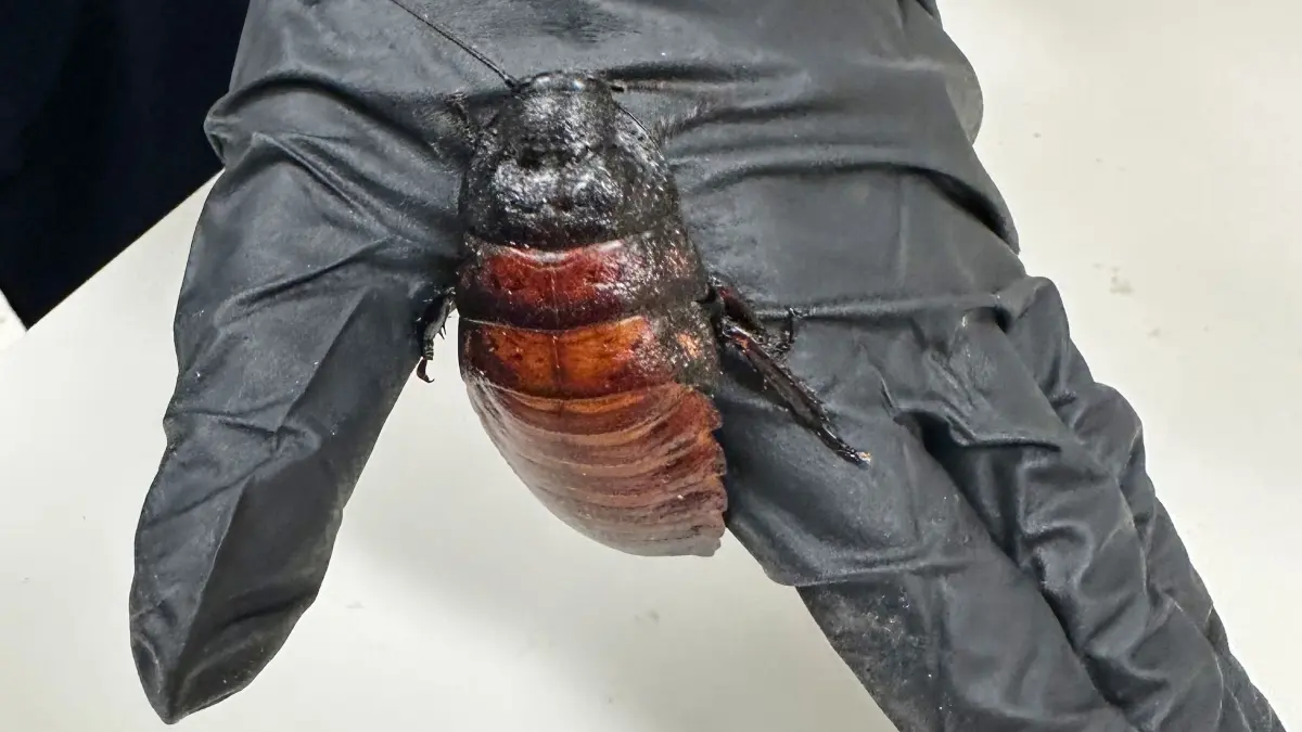 Illegal gezüchtete Schaben in Australien beschlagnahmt: HANDOUT - 26.05.2026, Australien, Bathurst: Dieses vom australischen Ministerium für Klimawandel, Energie, Umwelt und Wasser zur Verfügung gestellte Bild zeigt einen Mitarbeiter, der eine Madagaskar-Schabe hält, die am Dienstag, 26. Mai 2026 von einem kommerziellen Züchter beschlagnahmt wurde. Es war nach eigenen Angaben der bislang größte Fund illegal gehaltener Wirbelloser in der Geschichte des Landes. Die Kakerlaken haben einen geschätzten Wert von bis zu 200.000 australischen Dollar (rund 120.000 Euro). Foto: Australian Department of Climate Change/AP/dpa - ACHTUNG: Nur zur redaktionellen Verwendung und nur mit vollständiger Nennung des vorstehenden Credits +++ dpa-Bildfunk +++