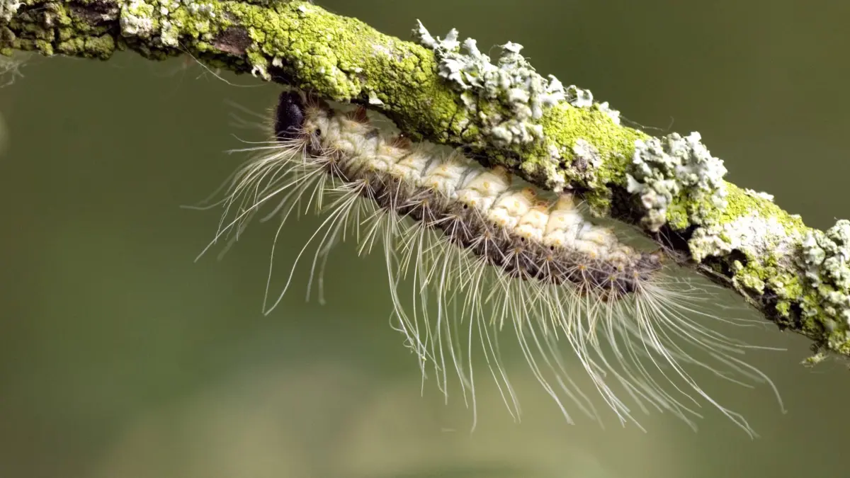 Bilder der Erde Eichenprozessionsspinner, Eichen-Prozessionsspinner (Thaumetopoea processionea), Niederlande oak processionary moth (Thaumetopoea processionea), Netherlands BLWS511113 Copyright: xblickwinkel/AGAMI/H.xBouwmeesterx