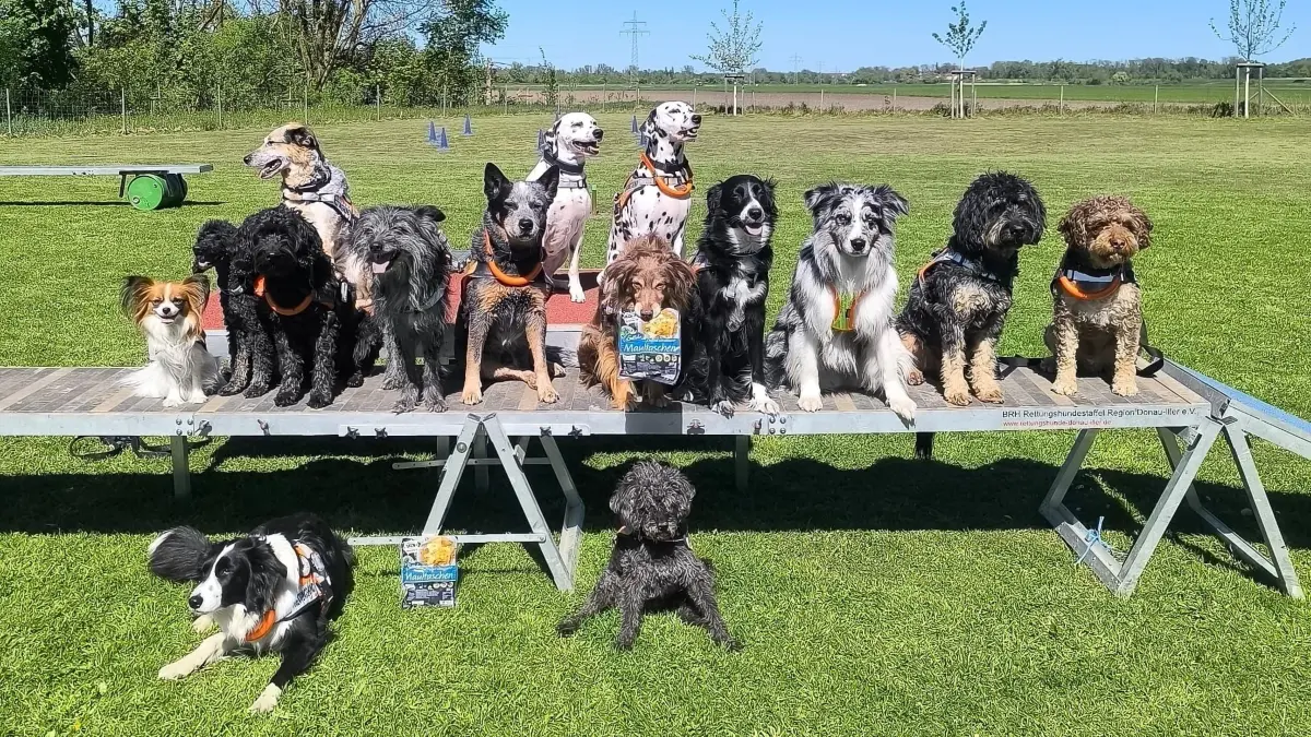 So sehen zufriedene Gesichter aus: Die BRH-Rettungshundestaffel Donau-Iller trainiert ihre Hunde unter anderem mit Maultaschen.