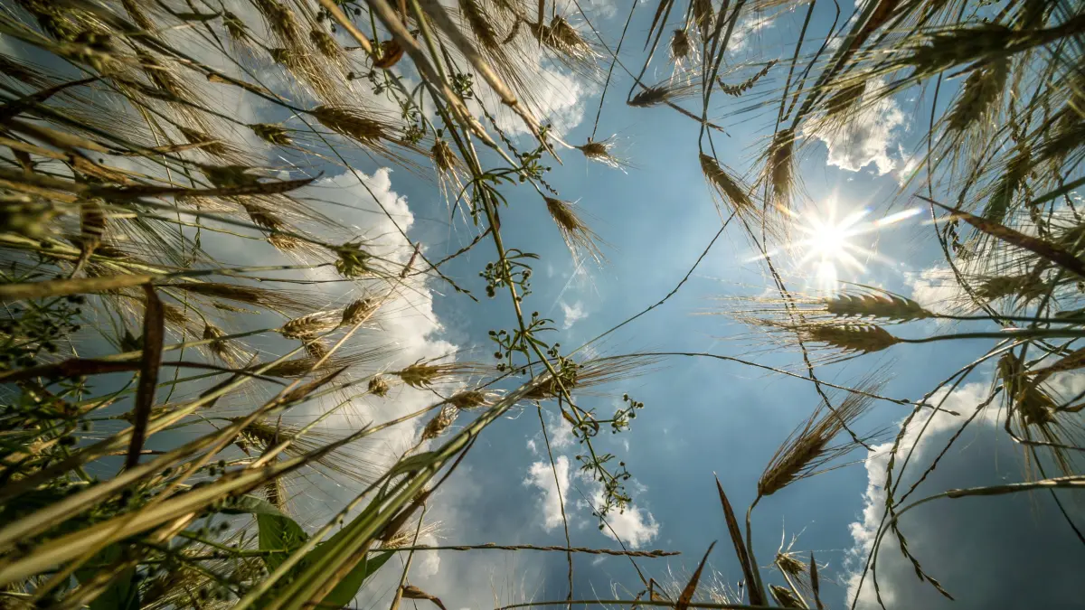 Hitze: Vorsicht: Dieses Foto ist möglicherweise nur für den einstigen Verlag Schwäbisches Tagblatt verwendbar. Getreidefeld von unten mit Sonne und Wolken
20.06.17 Bild: Metz (Symbolbild Hitze)