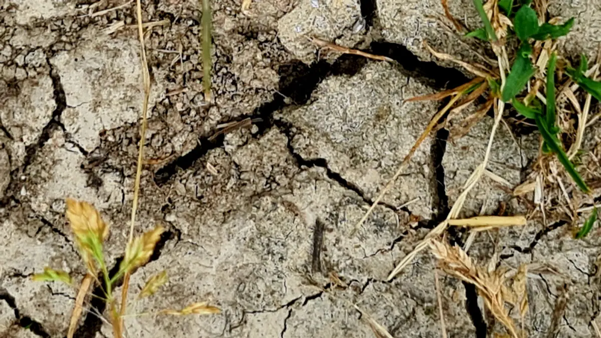 Wassermangel, Trockenheit, aufgerissener Boden, Feld, Ernte