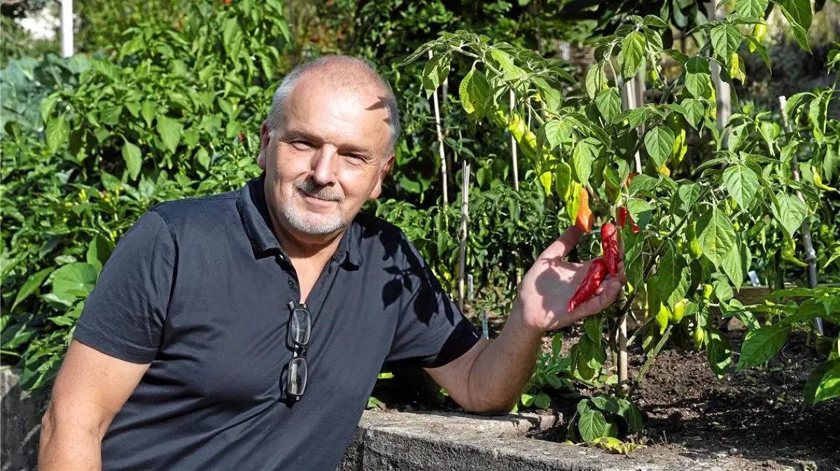 Viele seiner verarbeiteten Chilis baut Gerd Ihle im eigenen Garten im Murrhardter Teilort Siegelsberg an. Etwa 30 Kilo der Früchte erntet er jedes Jahr.