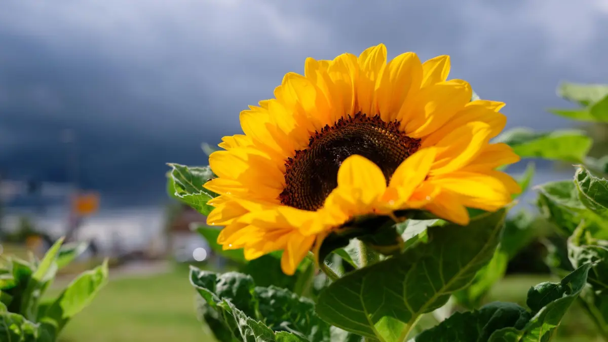 Wetter in Baden-Württemberg: 11.06.2026, Baden-Württemberg, Großsachsen: Eine blühende Sonnenblume steht in einem Feld vor dunklen Wolken. Foto: Uwe Anspach/dpa +++ dpa-Bildfunk +++