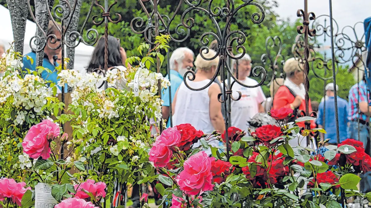 Rosenmarkt & Kunstgalerie Mössingen.