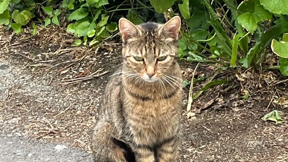 Wochenlang sorgte die Katze im Bereich der Silberburgstraße und des Stadtgartens für Diskussionen. Nach ihrem Tod bleibt ein wenige Wochen altes Kätzchen zurück, das nun per Hand aufgezogen wird.