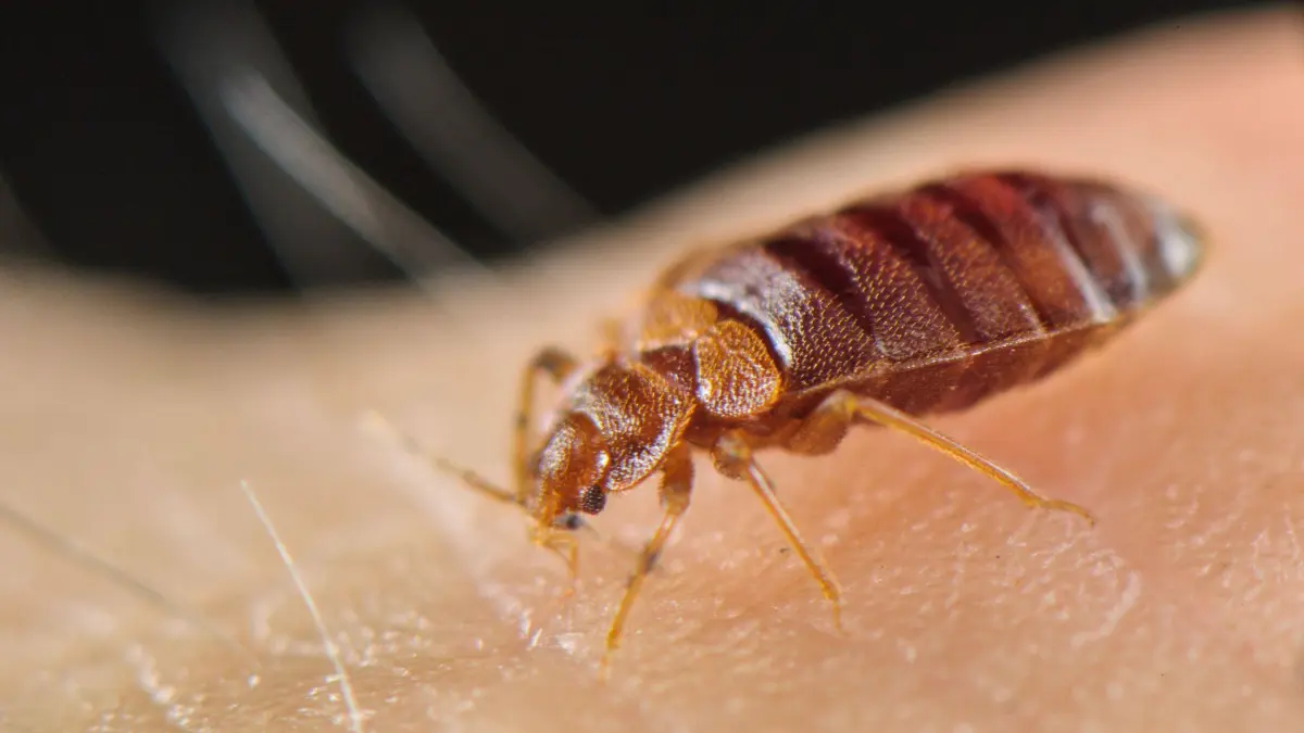 Bettwanze, Hauswanze, Bettwanzen Cimex lectularius, Hauswanzen, Andere Tiere, Insekten, Tiere, Wanze, Wanzen, Common Bedbug adult, sucking blood from human skin, Italy, July *** bed bug, house bug, Bettwanzen Cimex lectularius , house bugs, other Animals, Insects, Animals, Bug, bugs, Common Bedbug adults sucking Blood from Human skin, Italy, July Copyright: imageBROKER/FLPAx/xEmanuelexBiggi iblhoj05598459.jpg Bitte beachten Sie die gesetzlichen Bestimmungen des deutschen Urheberrechtes hinsichtlich der Namensnennung des Fotografen im direkten Umfeld der Veröffentlichung