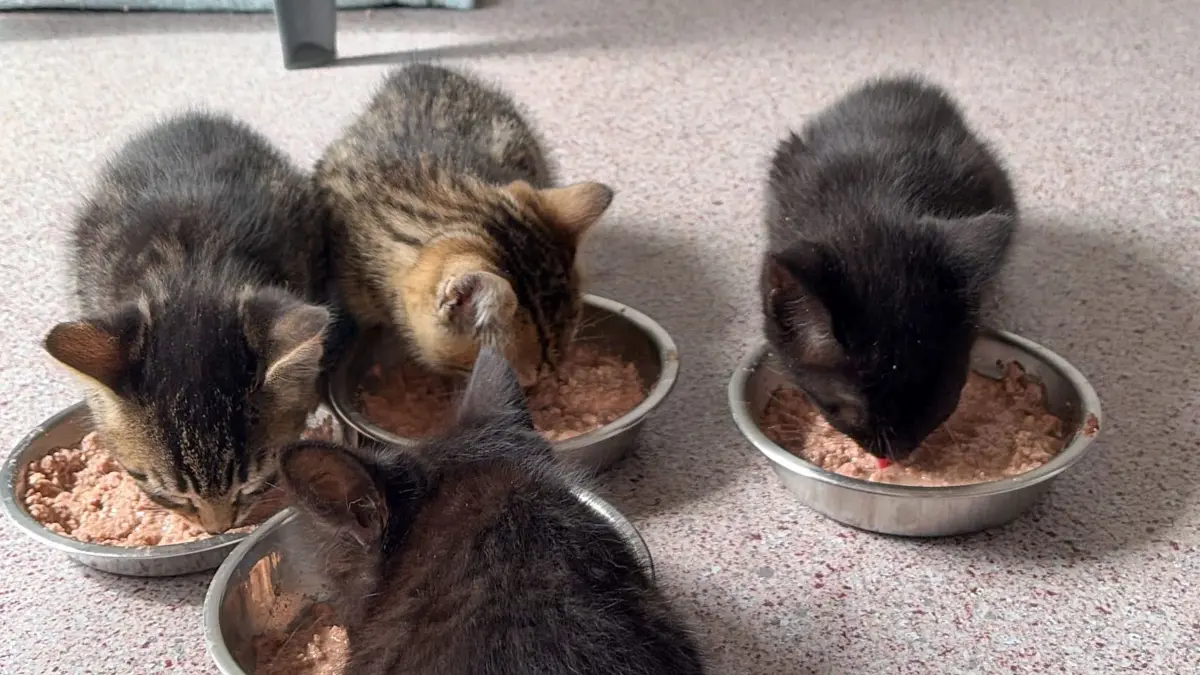 Die Katzen im Tierheim müssen versorgt werden. Hilfe und Unterstützung ist daher immer willkommen.