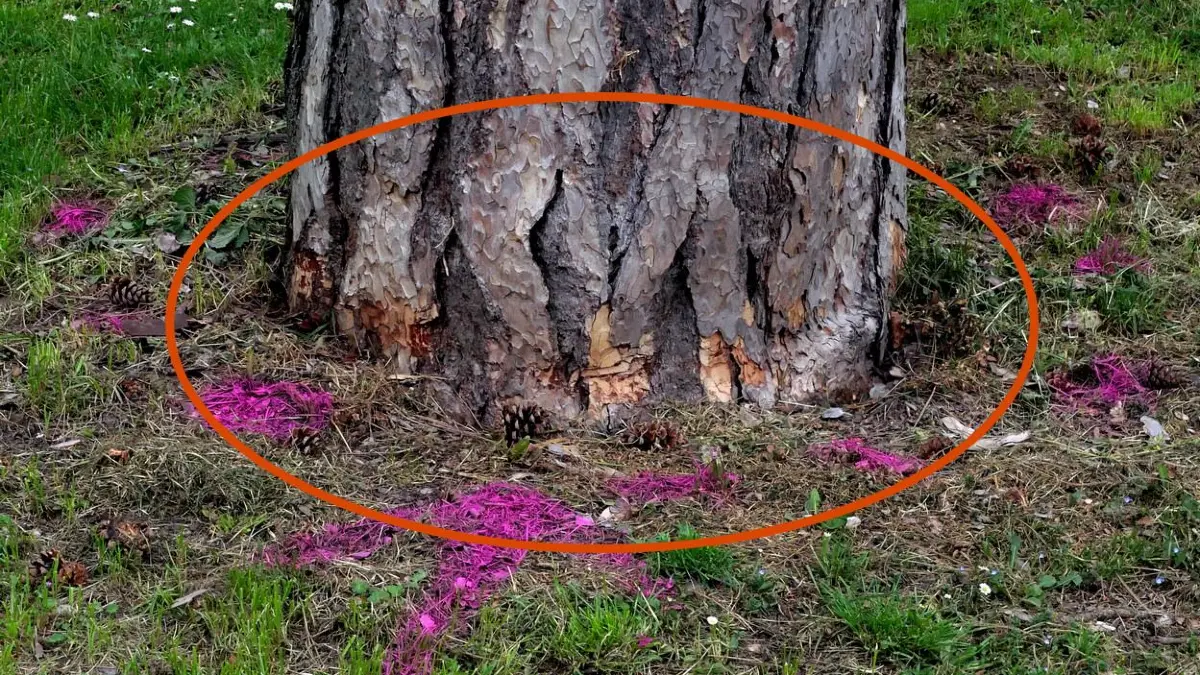 Ackeranlagen Schwäbisch Hall Baum Bäume Verletzungen