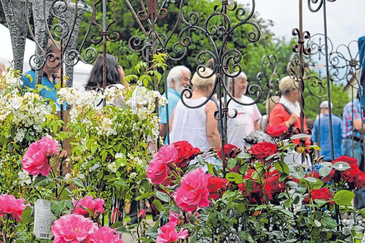 Rosenmarkt & Kunstgalerie Mössingen. Foto: Stadt Mössingen⇥Honorarfrei