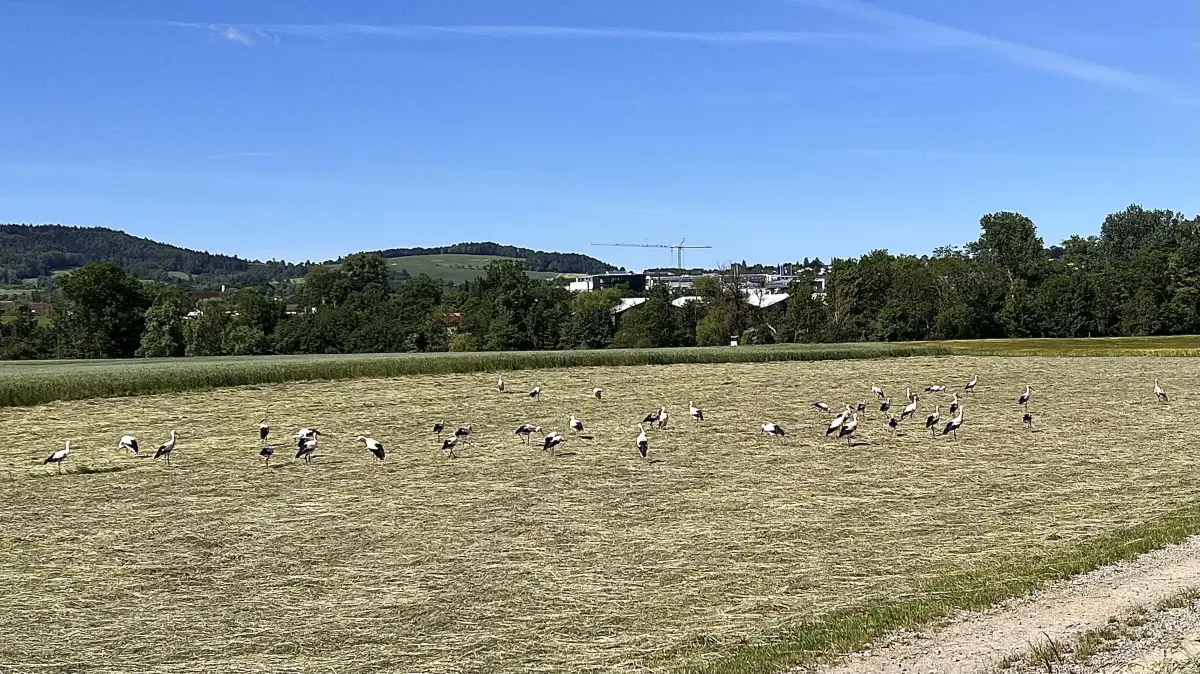 Ein seltenes Bild: 41 Störche finden auf einer frisch gemähten Wiese bei Hechingen Futter