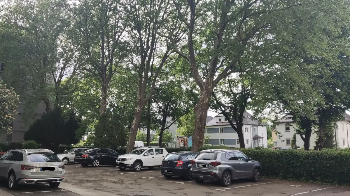 Wie ein kleiner Wald umgeben sechs große Platanen das Wohnhaus in der Schillerstraße in Neu-Ulm/Offenhausen. Nun sollen die Bäume weg, was ein Eigentümer nicht akzeptieren will.