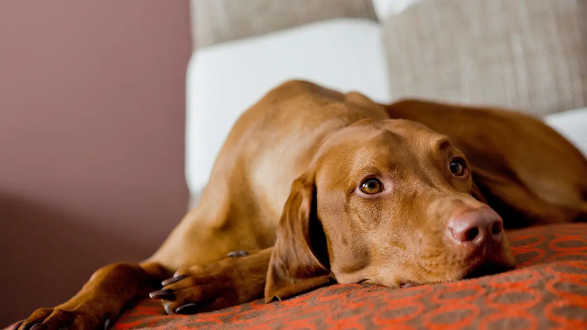 Vizsla liegt auf einem Sofa