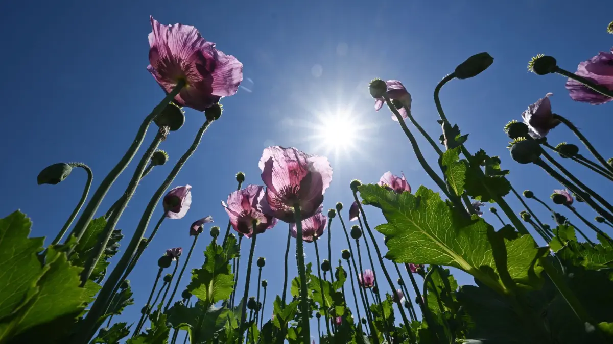 Lila Mohnblüten: ARCHIV - 26.05.2026, Baden-Württemberg, Erlenbach: Lila Mohnblüten stehen auf einem Feld der Ölmühle Erlenbach vor strahlend blauem Sonnenhimmel. (zu dpa: «Hitzewelle rollt an – hier wackelt sogar der Juni-Rekord») Foto: Bernd Weißbrod/dpa +++ dpa-Bildfunk +++