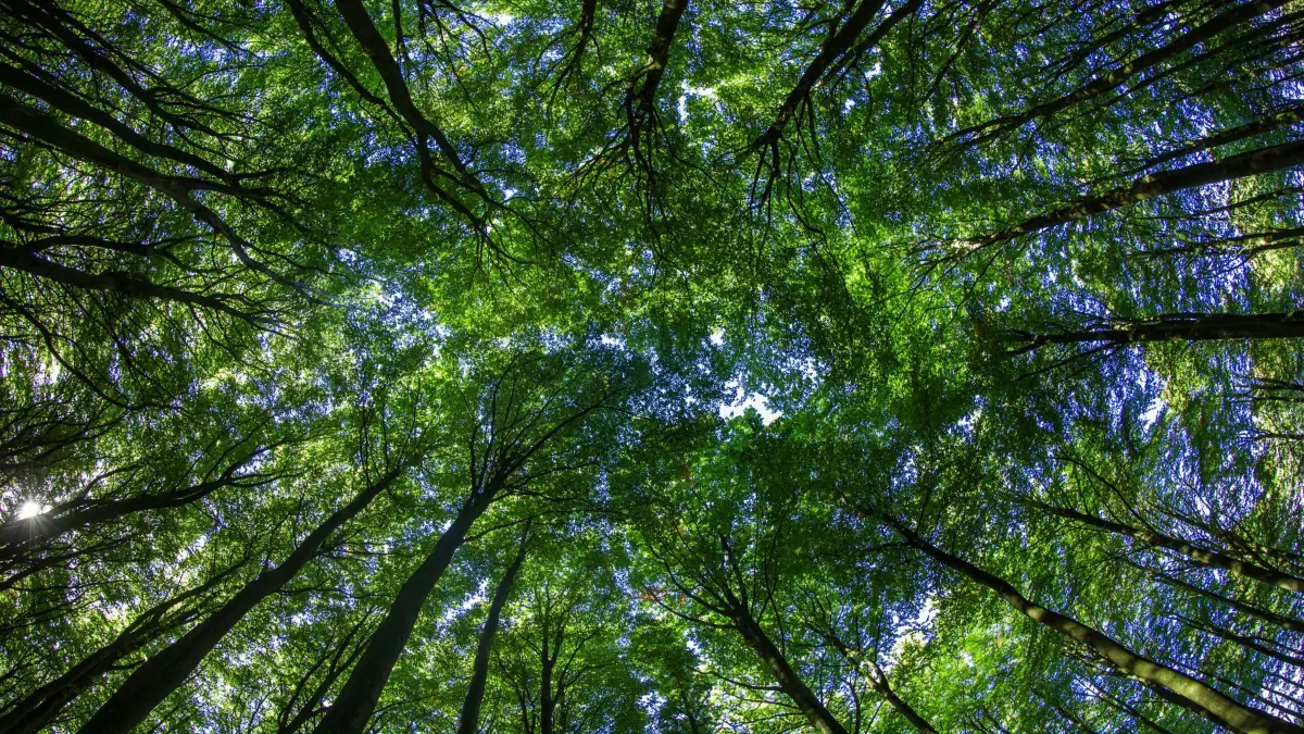 Blick in die Baumkronen eines Waldes: ARCHIV - Wie bei anderen Finanzprodukten auch, sollte man das Risiko prüfen, bevor man sein Geld in Umwelt- oder Klimaschutzprojekte investiert. (zu dpa: «Waldinvestment oder Klimafonds? Nachhaltig Geld anlegen») Foto: Jens Büttner/dpa/dpa-tmn - Honorarfrei nur für Bezieher des dpa-Themendienstes +++ dpa-Themendienst +++