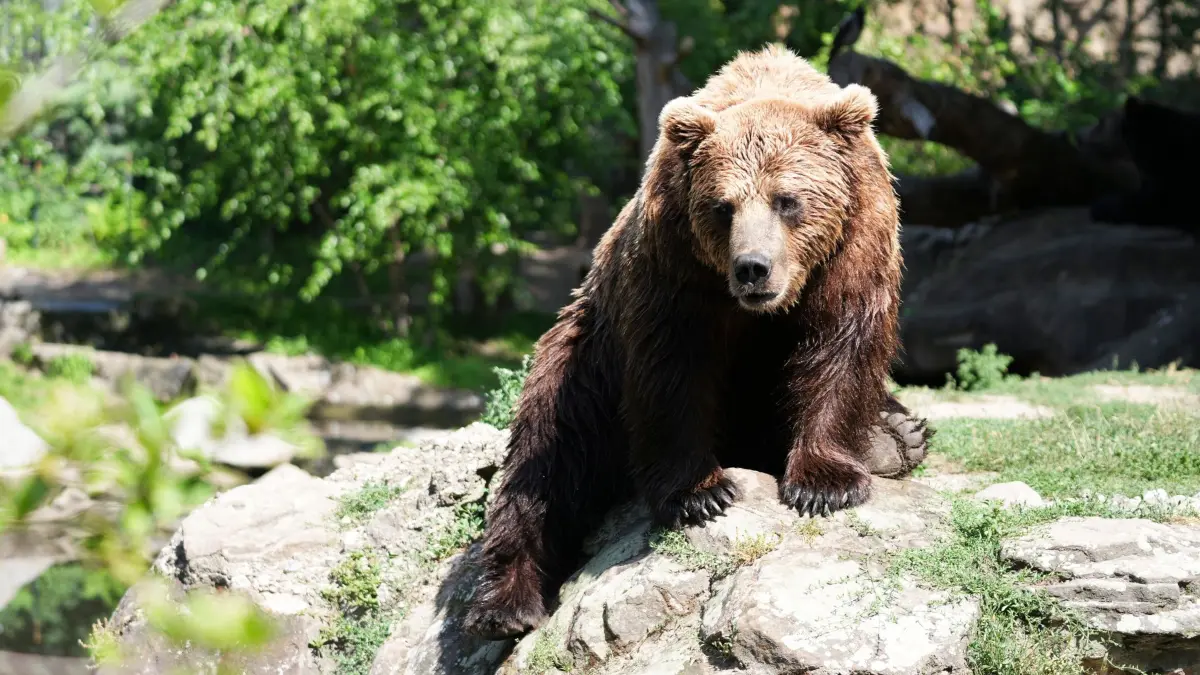 Erfrischung für Tiere im Berliner Zoo: 19.06.2026, Berlin: Ein Braunbär sitzt bei großer Hitze in seinem Gehege im Berliner Zoo auf einem Felsen. Foto: Sven Kaeuler/dpa +++ dpa-Bildfunk +++