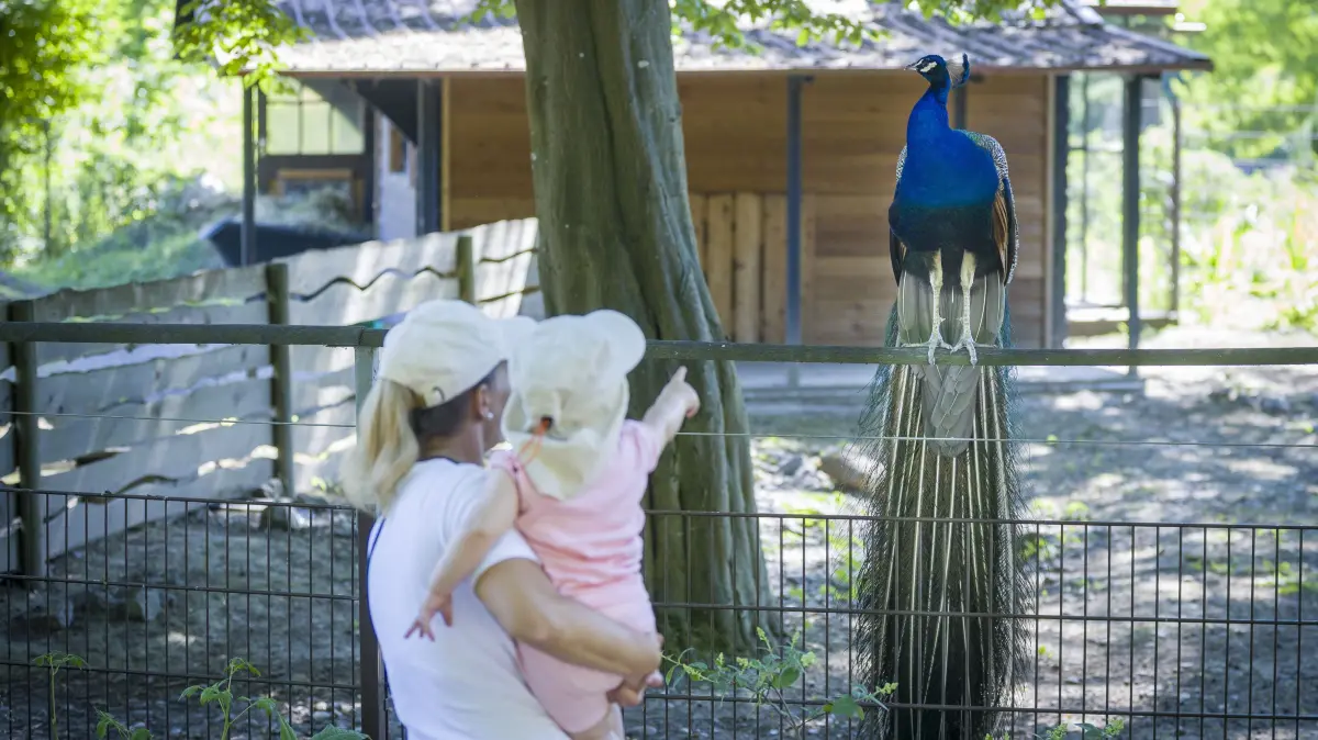 Ulmer Tiergarten erhöht seine Ticketpreise - und feiert 2027 seinen 100. Geburtstag