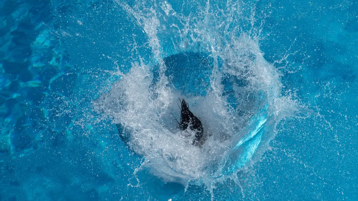 Hitze in Deutschland - Bayern: 21.06.2026, Bayern, München: Aus einer Fontäne schauen nur noch die Haarspitzen einer Frau, die im Michaelibad ins Wasser gesprungen ist. Auch in den kommenden Tagen soll es sommerlich heiß bleiben. Foto: Stefan Puchner/dpa +++ dpa-Bildfunk +++