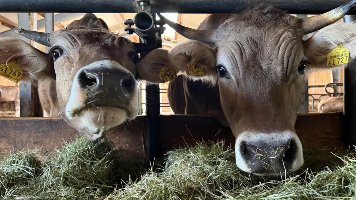 Infotag auf dem Biohof Weibler in Münsingen: Wie Ochsen zum Artenschutz beitragen