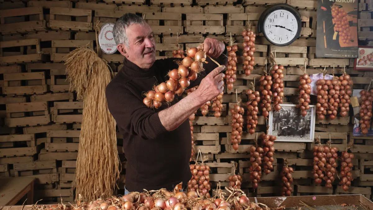 Zwiebel-Produktion - RECORD DATE NOT STATED Roscoff Brittany, north-western France: Roscoff onion production, PDO oignon de Roscoff, at Maison Quemener Roscoff Brittany, north-western France: Roscoff onion production, PDO oignon de Roscoff, at Maison Quemener Europe Western Europe France Europe Western Europe France PUBLICATIONxNOTxINxFRA Copyright: xMerretxP/Andia.frx 444723