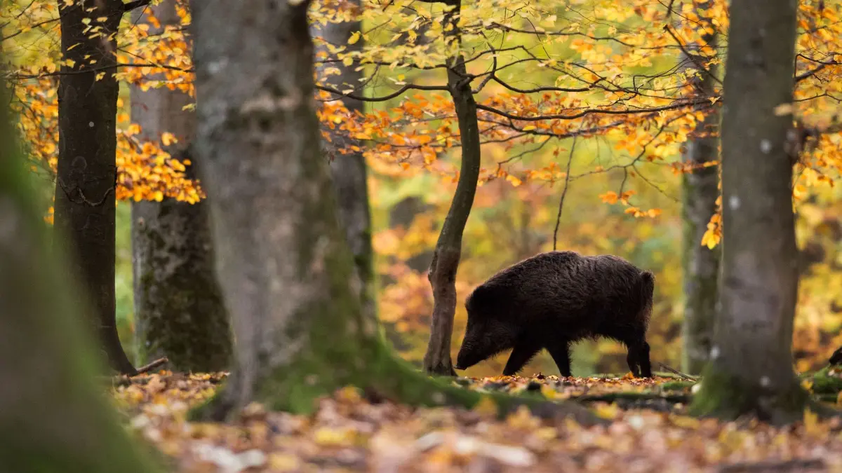 Jagd in Niedersachsen: ARCHIV - 07.11.2016, NA, Stuttgart: Ein Wildschwein läuft in einem Gehege durch den Wald. Niedersachsen will in einem neuen Jagdgesetz den Abschuss von Rehen, Wildschweinen und anderem Wild erleichtern. (zu dpa: «Land will mit neuem Jagdrecht mehr Tierschutz ermöglichen») Foto: Lino Mirgeler/dpa +++ dpa-Bildfunk +++