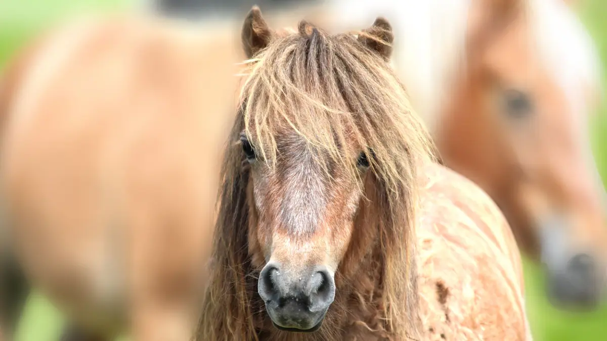 Wo bist du, Amazing Mrs Grey? Die einjährige Shetlandpony-Stute ist über Nacht von ihrer Weide in Gruol verschwunden.