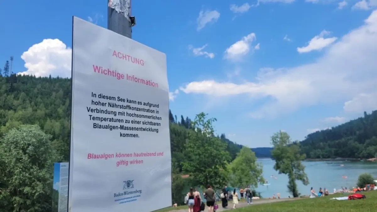 Aushang an der Nagoldtalsperre warnt vor Blaualgen-Massenentwicklung