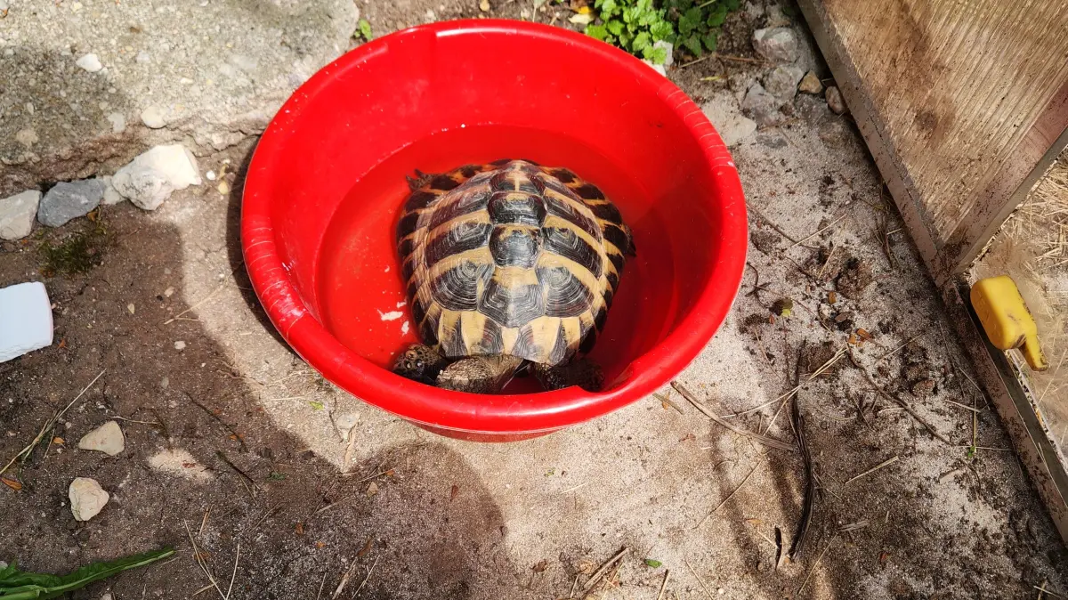 Griechische Landschildkröten fühlen sich bei dem Wetter pudelwohl. Temperaturen bis 40 Grad sind super für sie. Ein Bad ist trotzdem willkommen.