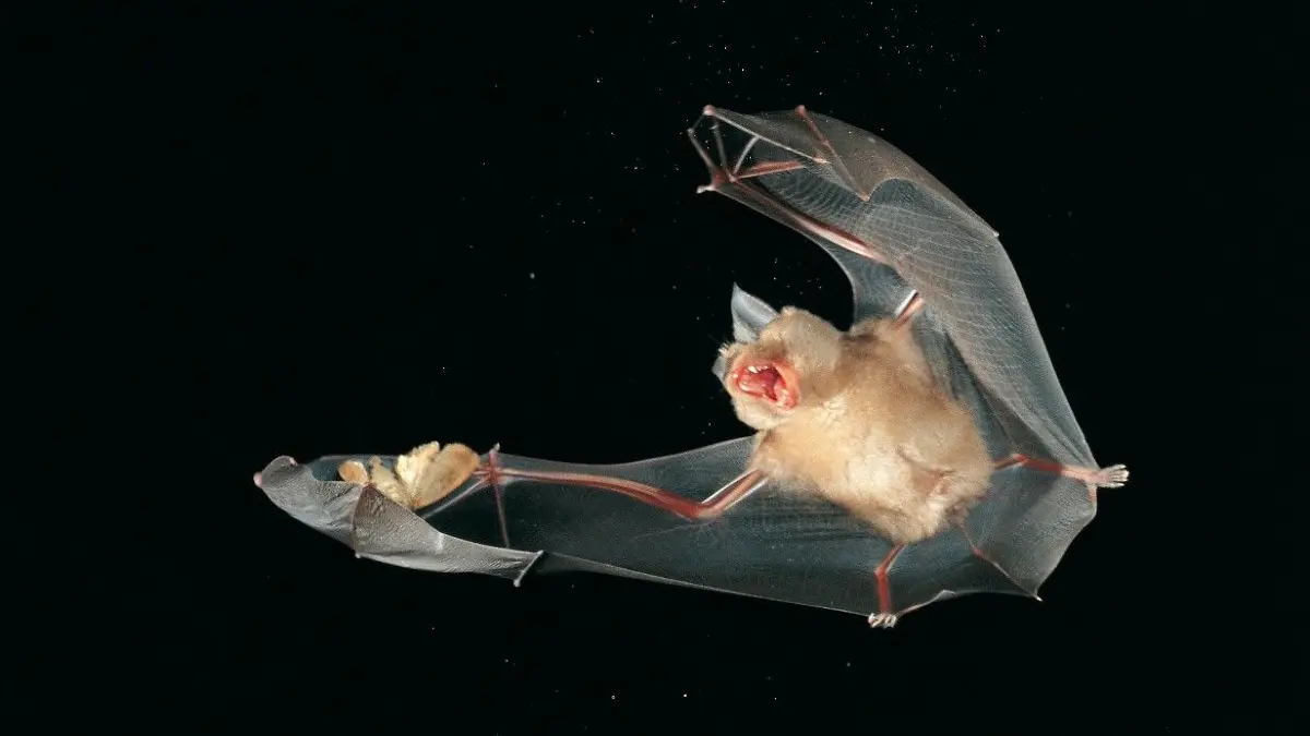 Eine Fledermaus der Art "Große Hufeisennase" (Rhinolophus ferrumequinum) beim Fangen eines Falters.