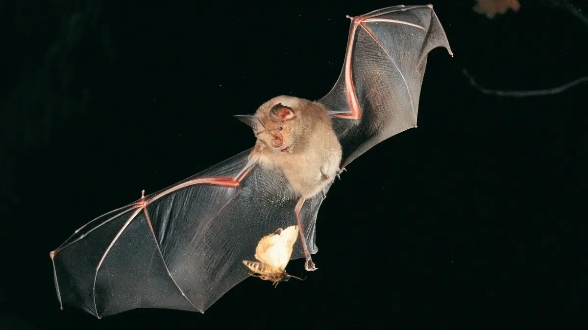 Eine Fledermaus der Art "Große Hufeisennase" (Rhinolophus ferrumequinum) beim Fangen eines Falters.